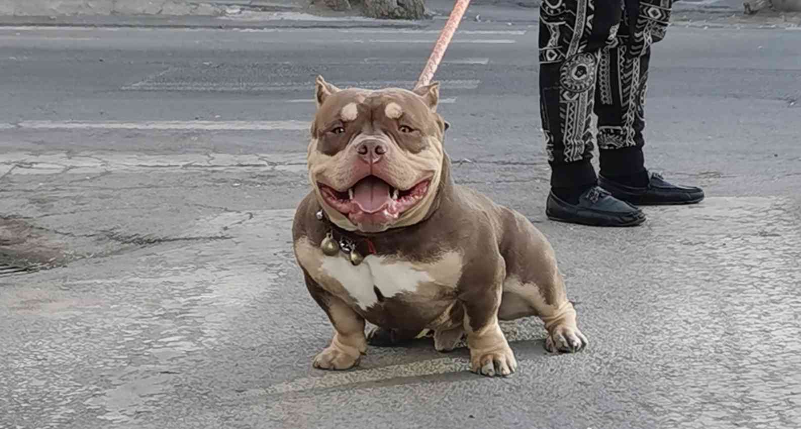 大魔血孙系红三色"金刚" - 恶霸犬交易 - 猛犬俱乐部-中国具有影响力