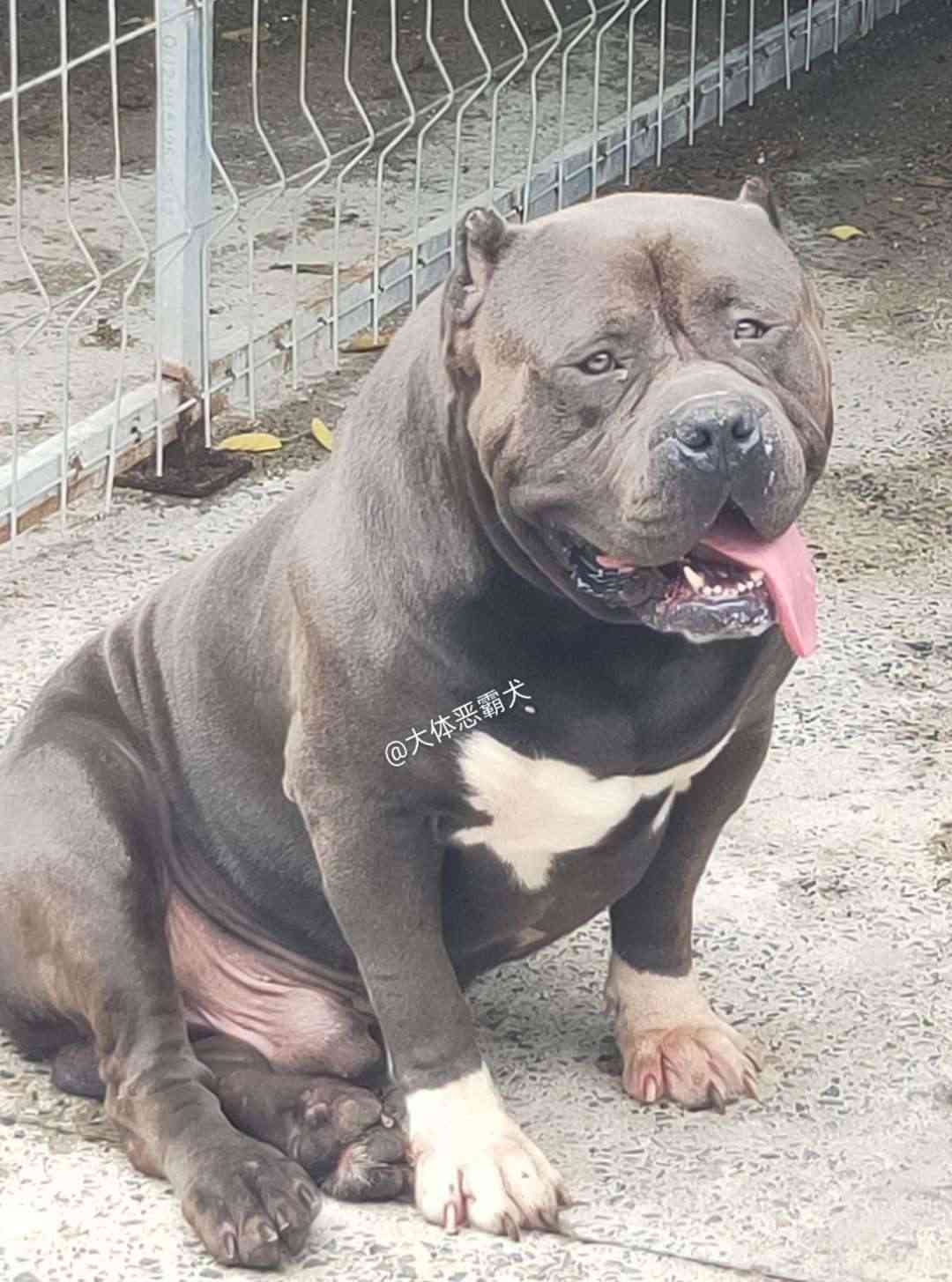 Xl 大体 恶霸犬 霸主后代一窝 恶霸犬 猛犬俱乐部 中国具有影响力的猛犬网站 Powered By Discuz