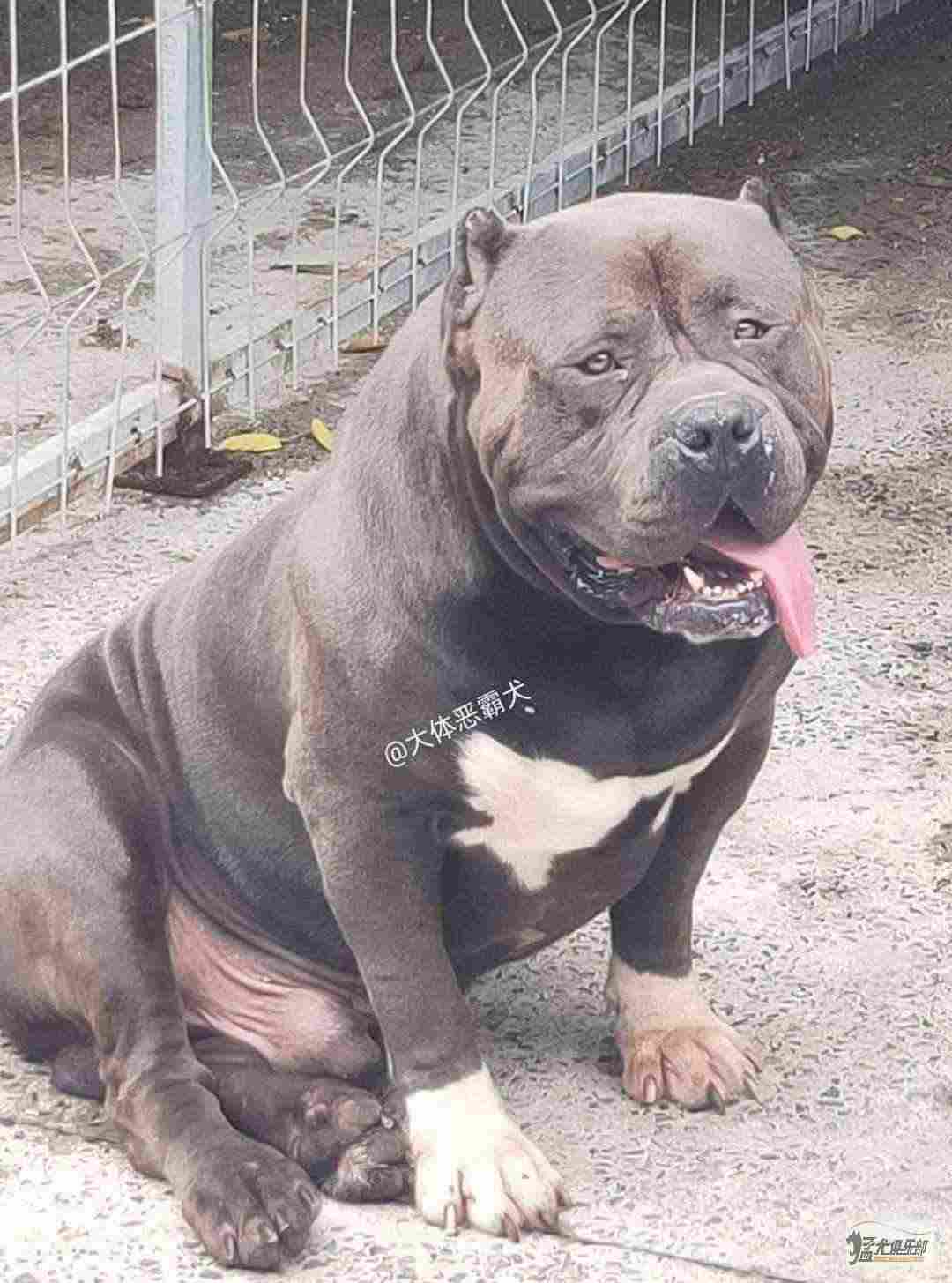 Xl 大体 恶霸犬 霸主后代一窝 恶霸犬 猛犬俱乐部 中国具有影响力的猛犬网站 Powered By Discuz Xl 大体 恶霸犬 霸主后代一窝 恶霸犬 猛犬俱乐部 中国具有影响力的猛犬网站 Powered By Discuz