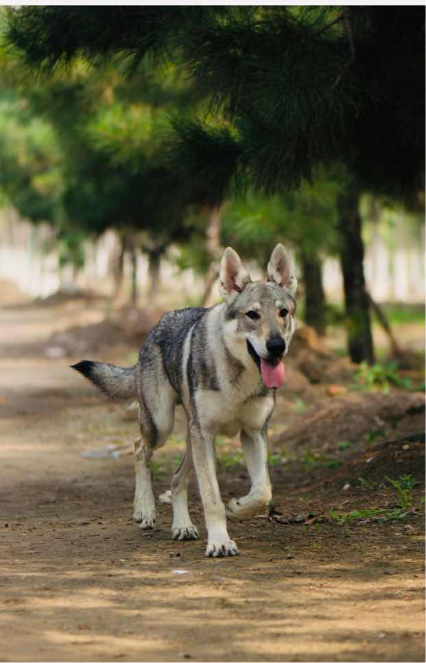 捷克狼犬在中国有卖吗图片