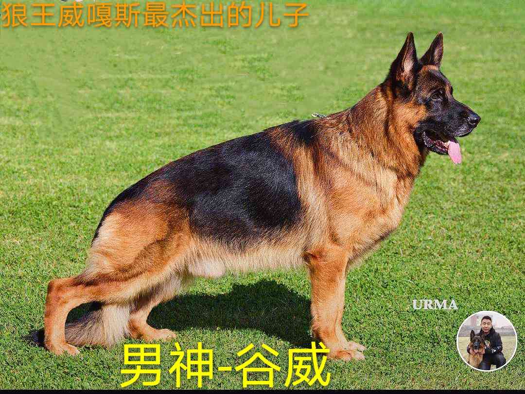 世界级男神谷威6个月女儿个人原因亲民价出售