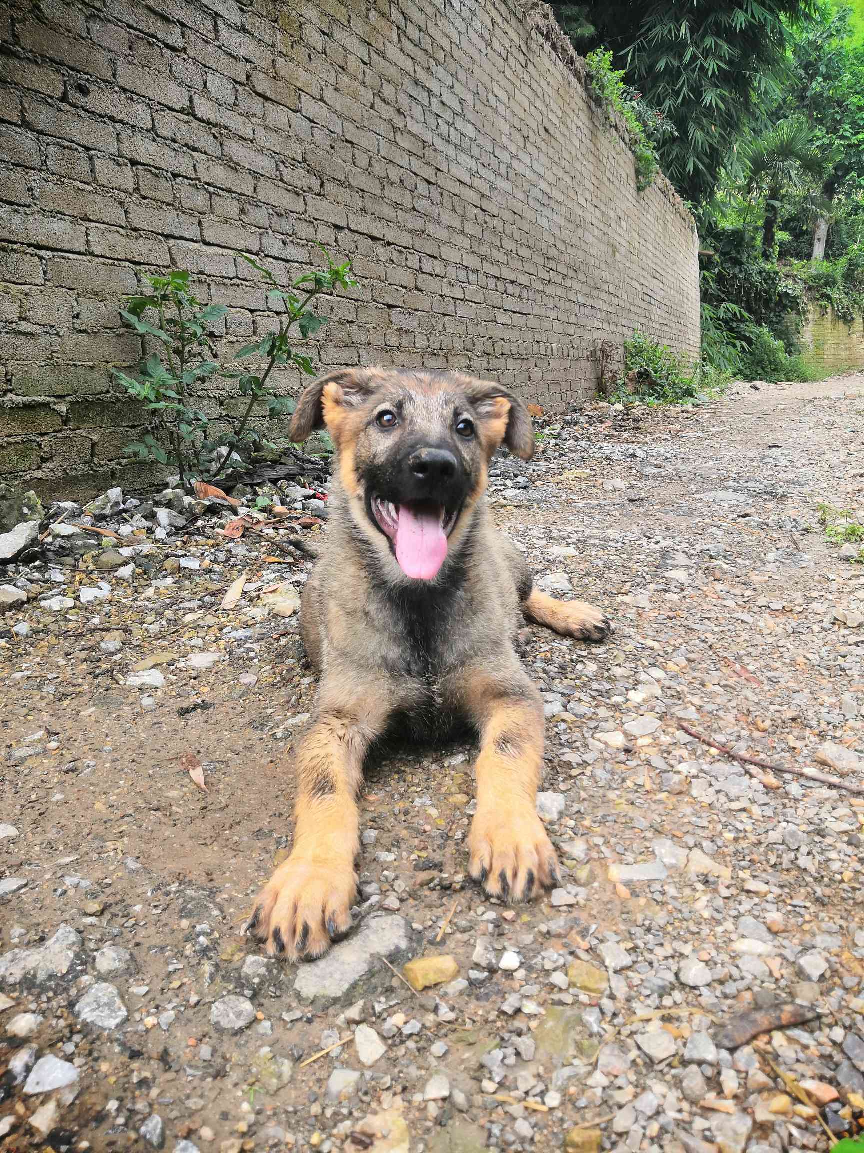 昆明犬幼犬2000