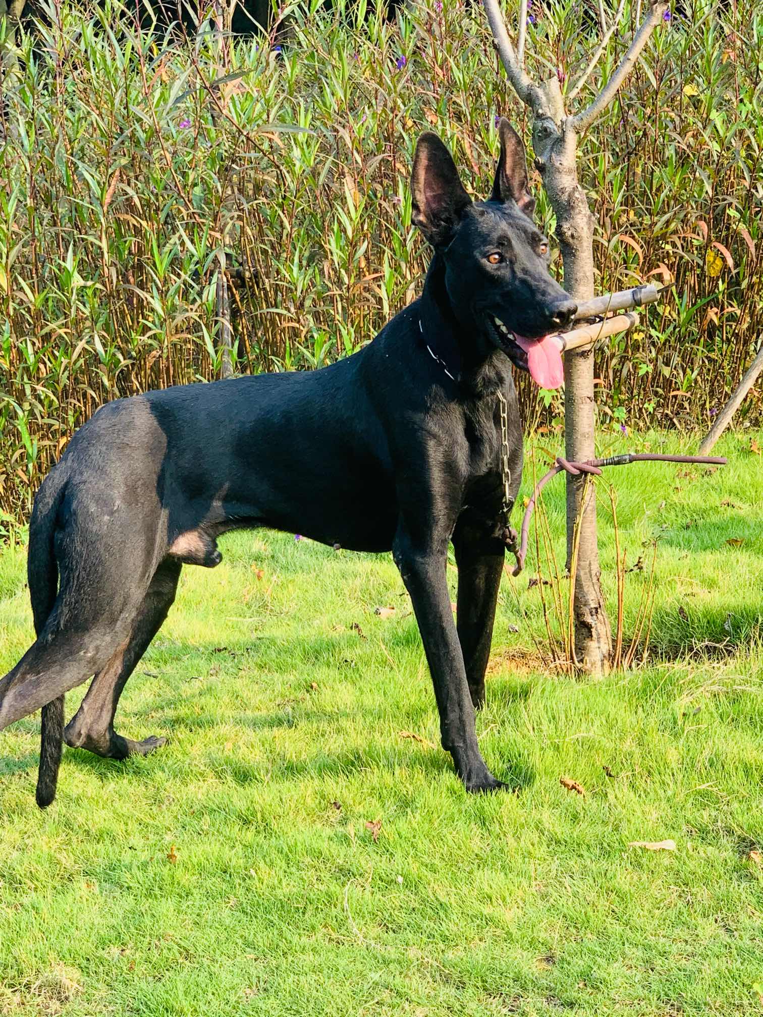 8个月黑狼犬公,超大骨架,头版靓,肩高80cm,未来种公