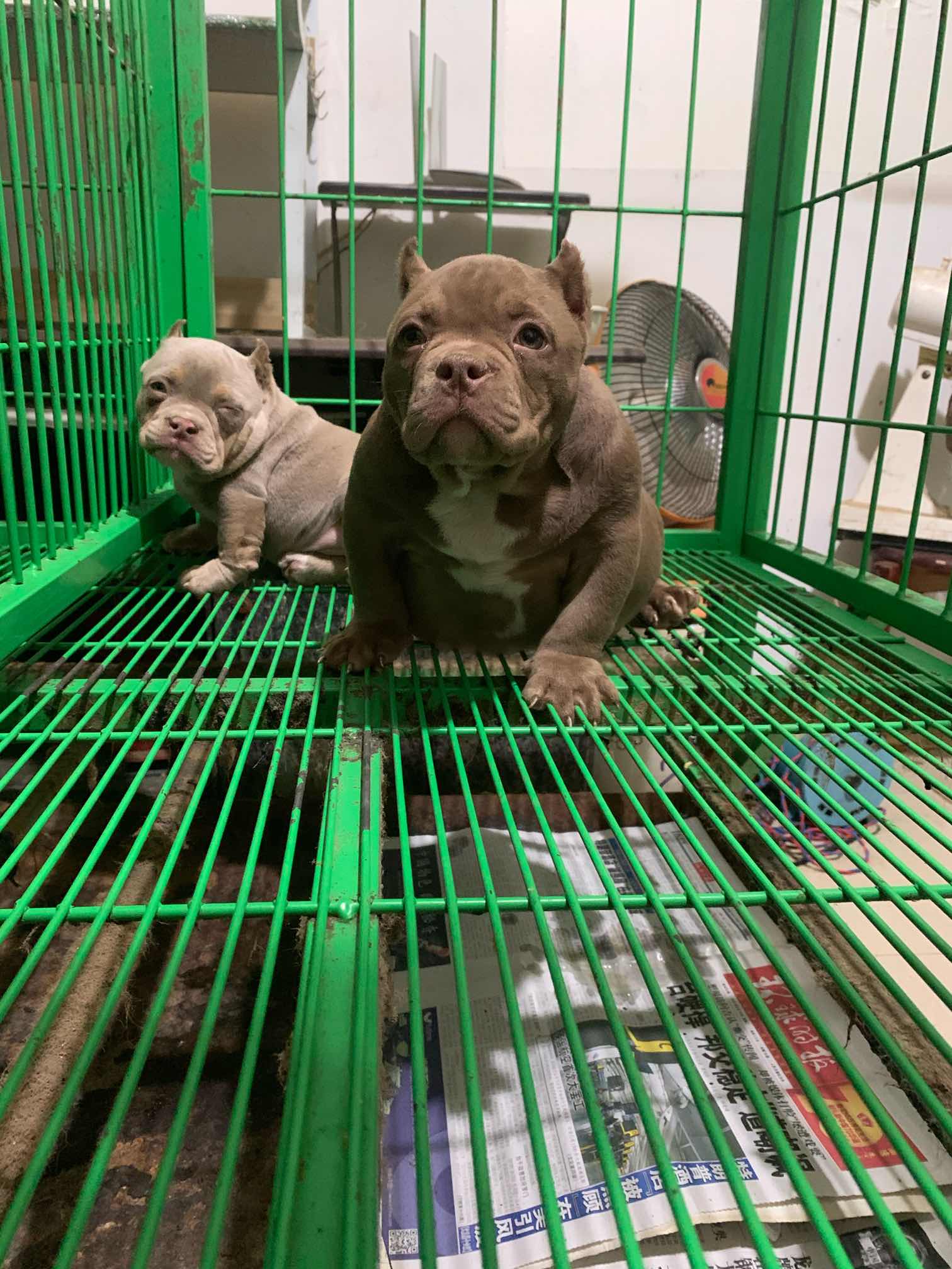微体纯巧克力色恶霸幼犬