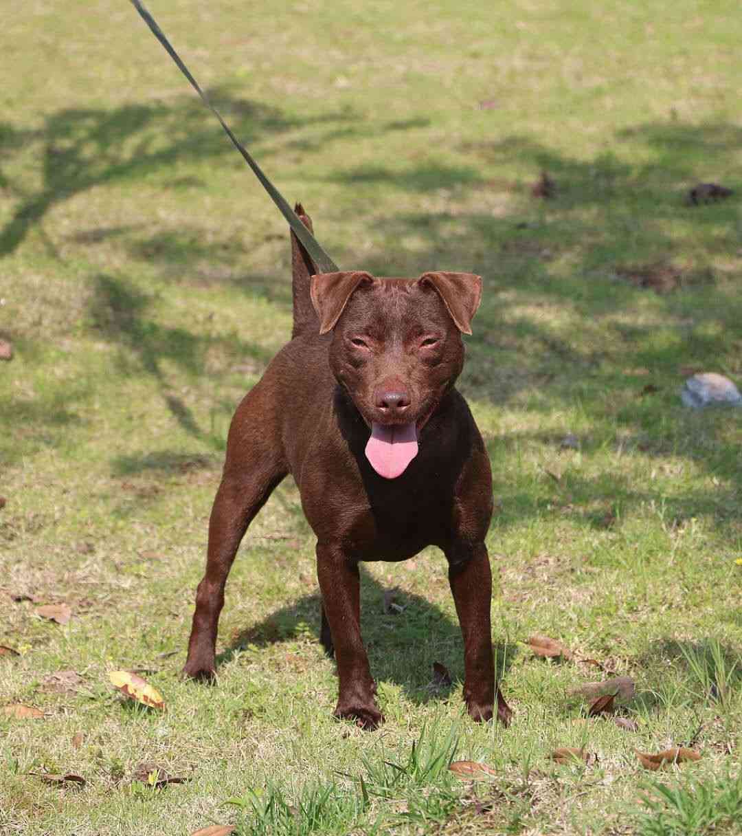 名血火梗种公泰洛(对外借配)