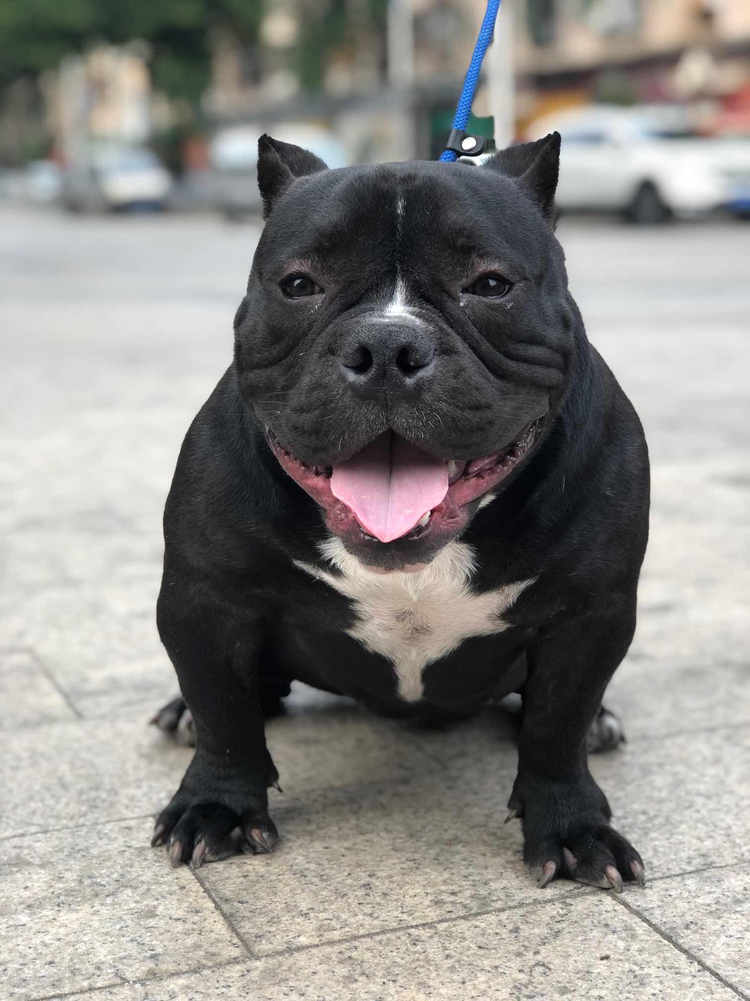 成年恶霸母犬出售生过一窝2岁