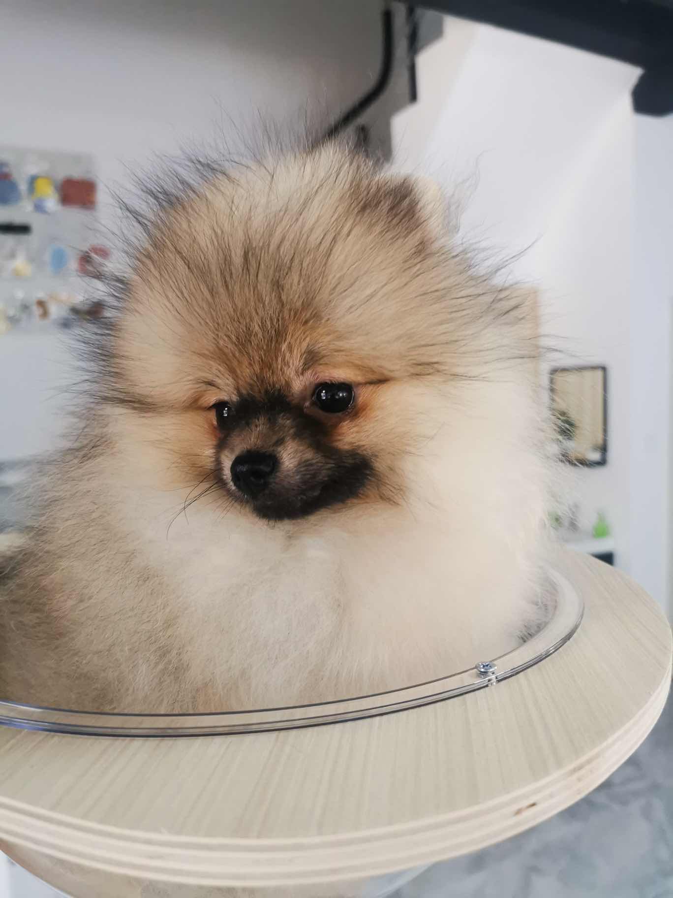 双血统博美小公