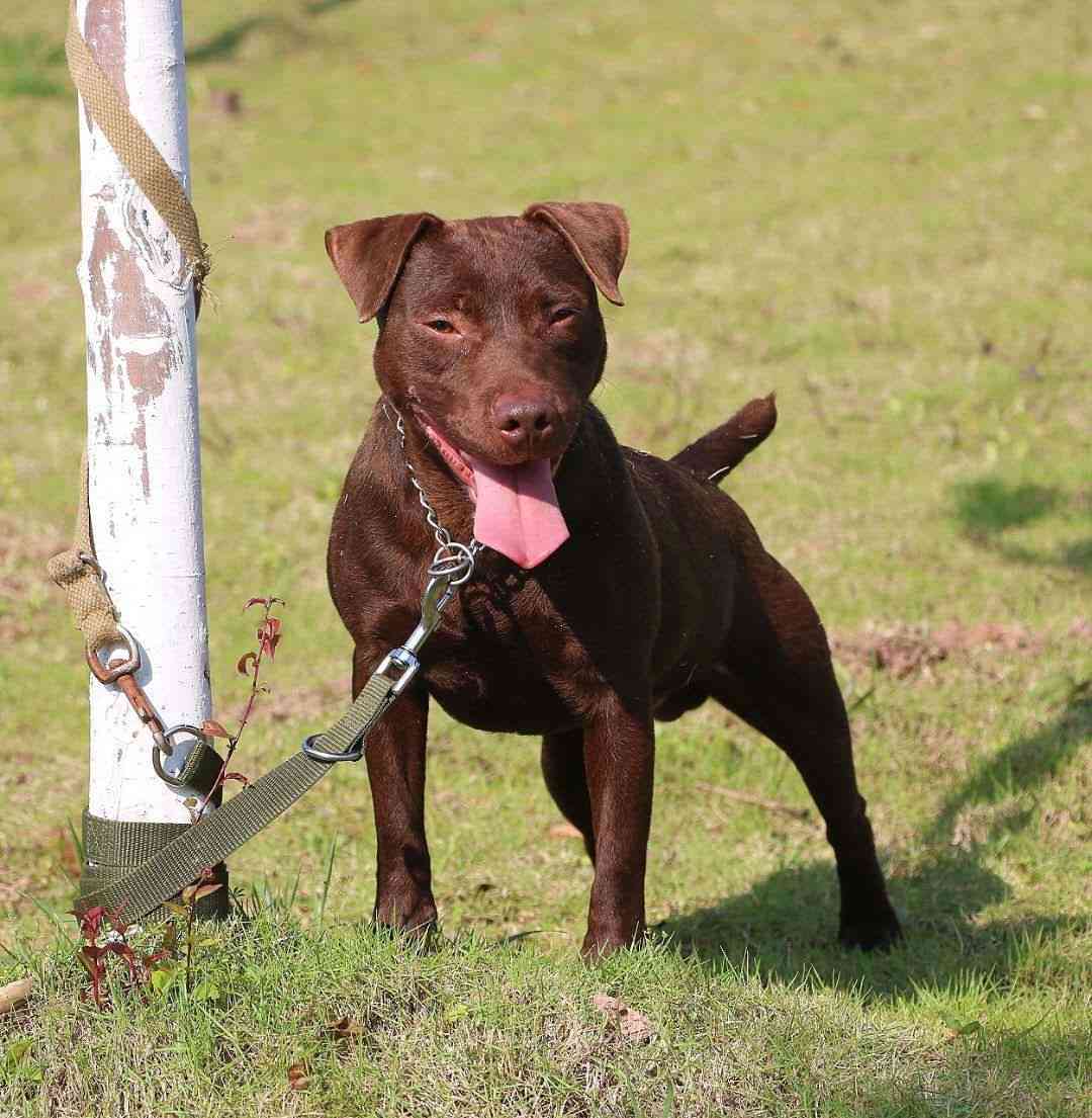 火梗种公出售 - 综合梗犬交易 - 猛犬俱乐部-中国具有影响力的猛犬网