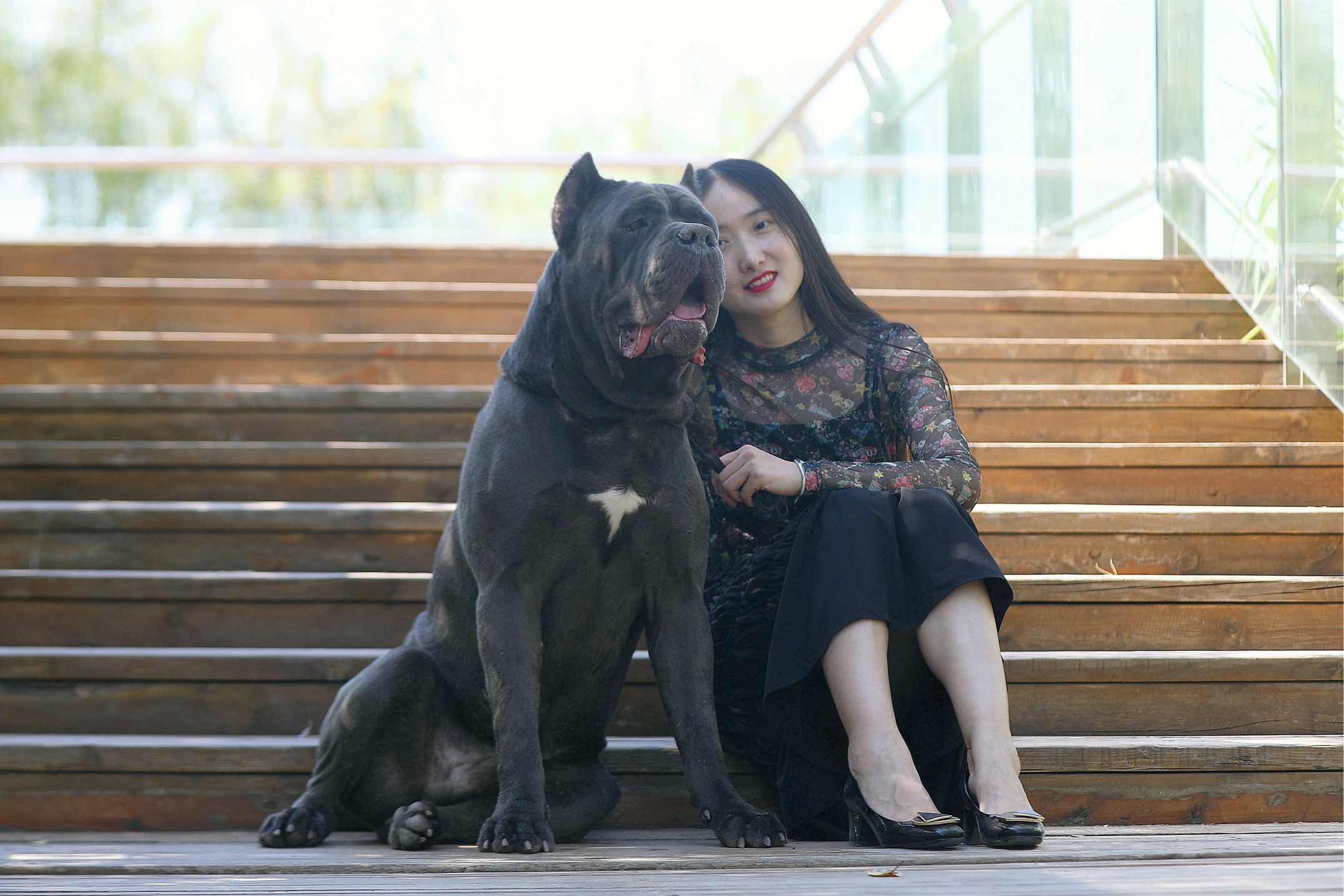 燕雀犬舍欧洲引进,五国冠军吕布对外借配 - 卡斯罗交易 - 猛犬俱乐部