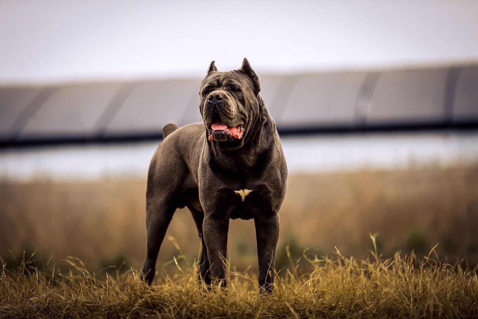 燕雀犬舍欧洲引进,五国冠军吕布对外借配 - 卡斯罗交易 - 猛犬俱乐部