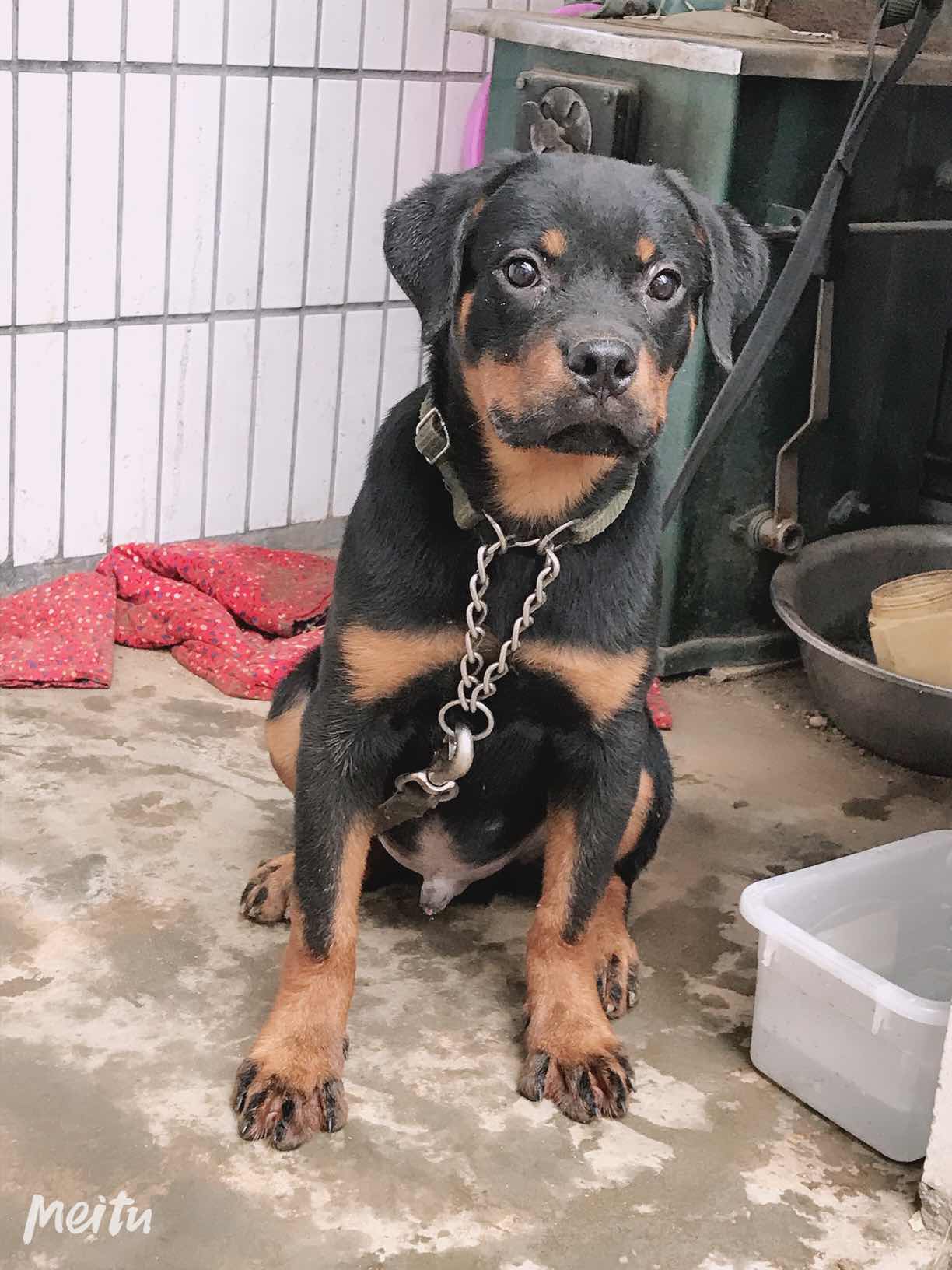 罗威纳 - 猛犬俱乐部-中国具有影响力的猛犬网站 - powered by