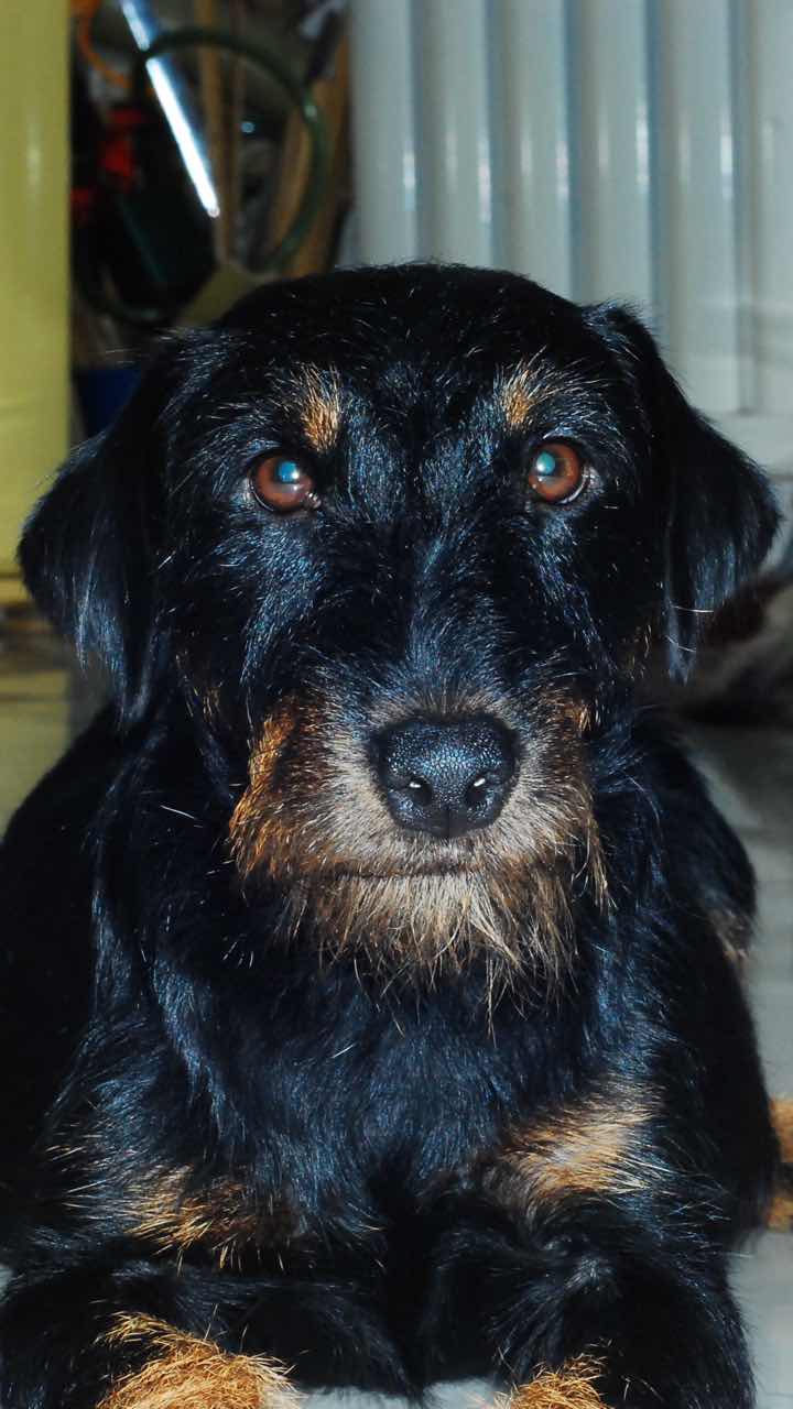 双血统赛级德国猎梗小狗精品好狗平民价格