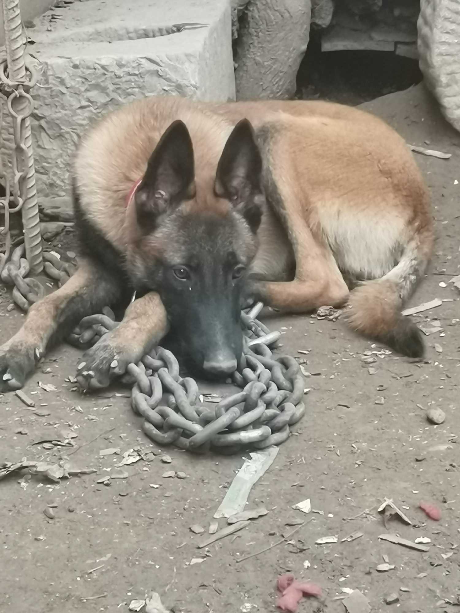 出手马犬仔,六个月
