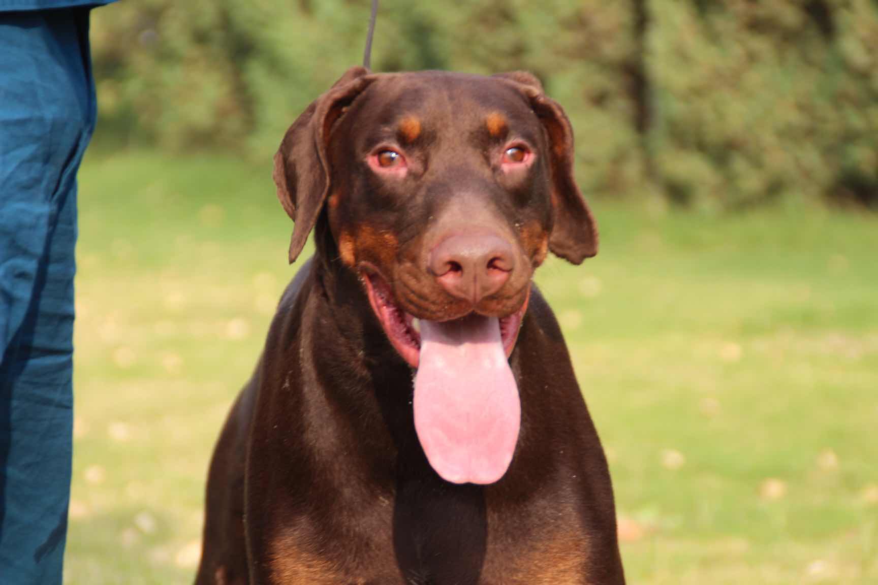 转让原生态杜宾公犬,有冠军成绩