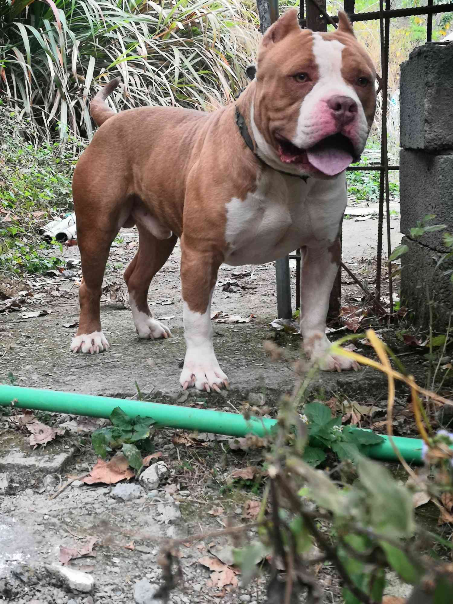 恶霸犬 - 猛犬俱乐部-中国具有影响力的猛犬网站 - powered by