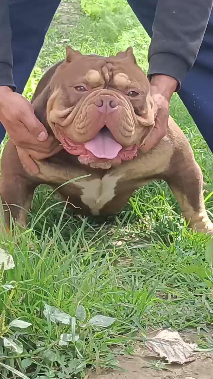 口袋体恶霸种公一岁三个月