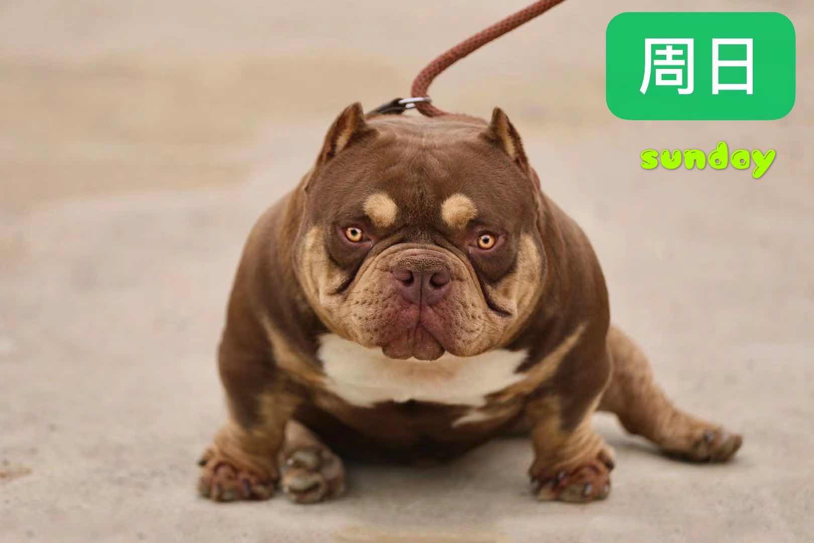 路虎恶霸犬