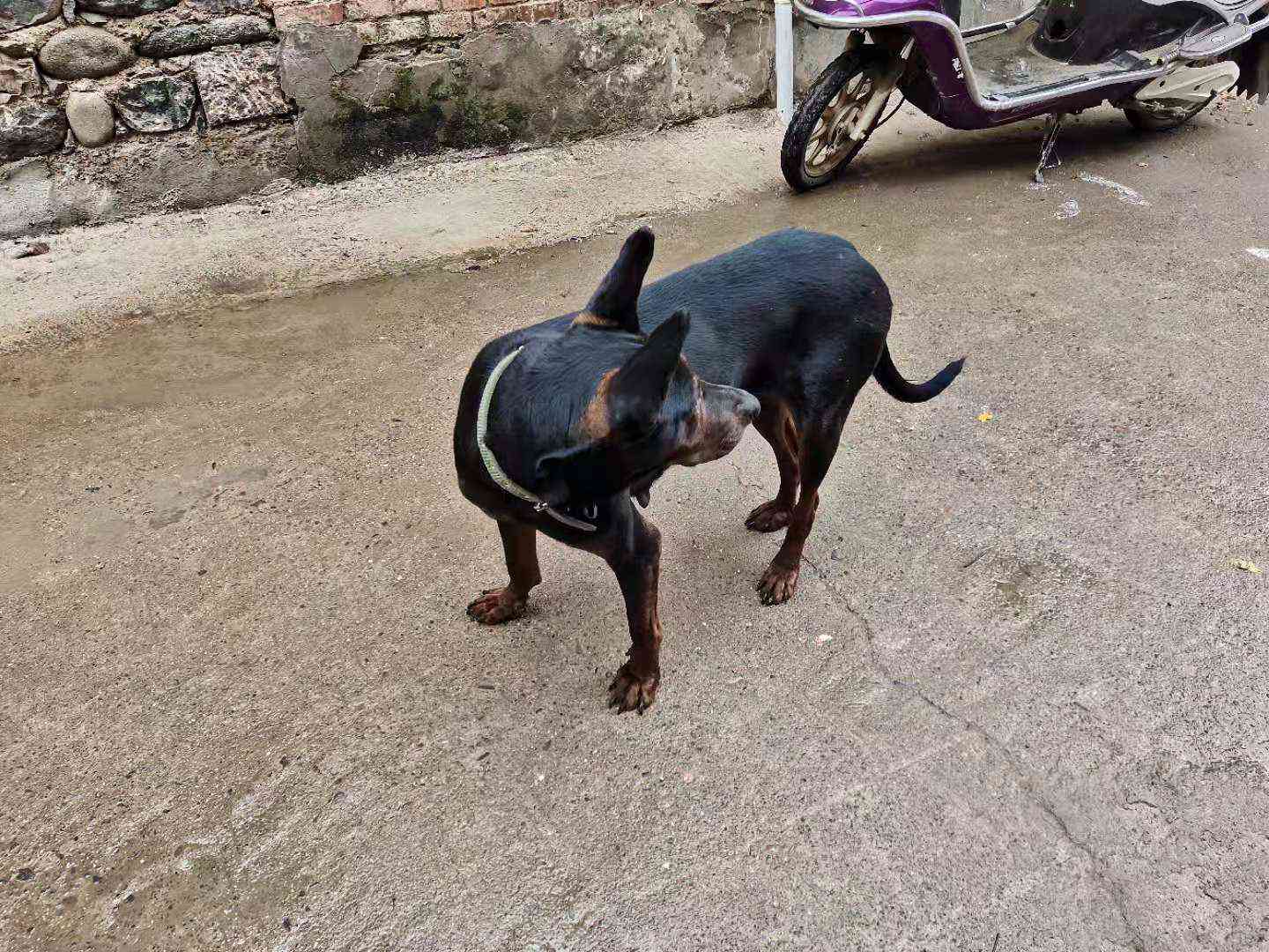 出售川紅種母 - 寵物犬交易 - 猛犬俱樂部-中國具有影響力的猛犬網站