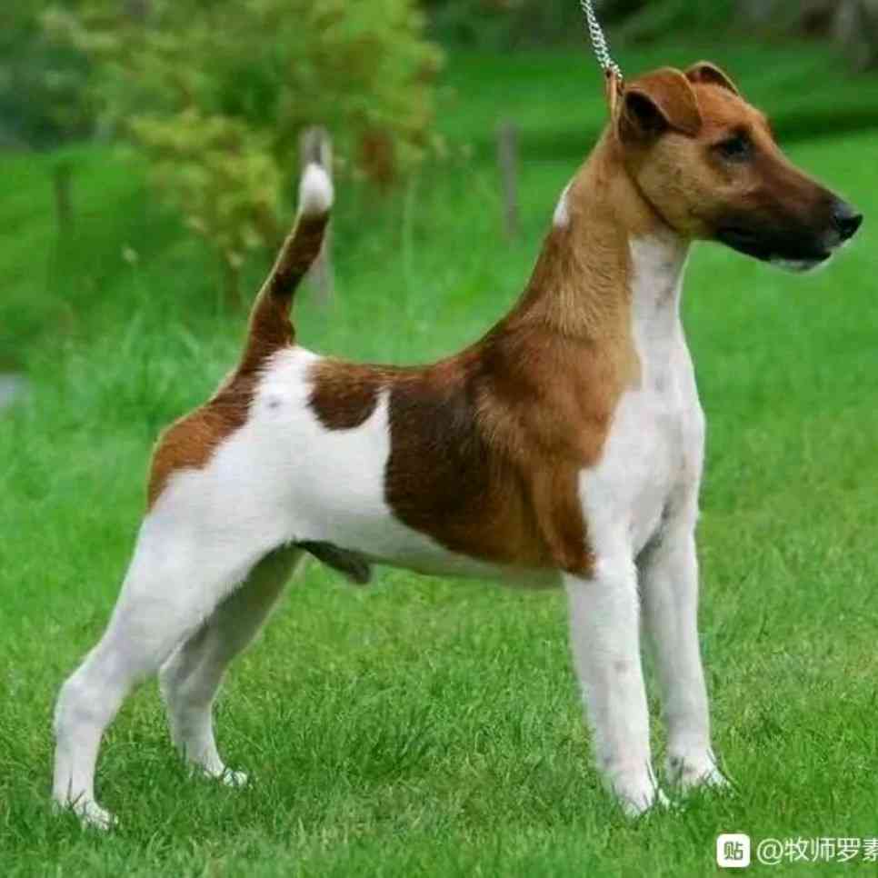 平毛猎狐梗交流