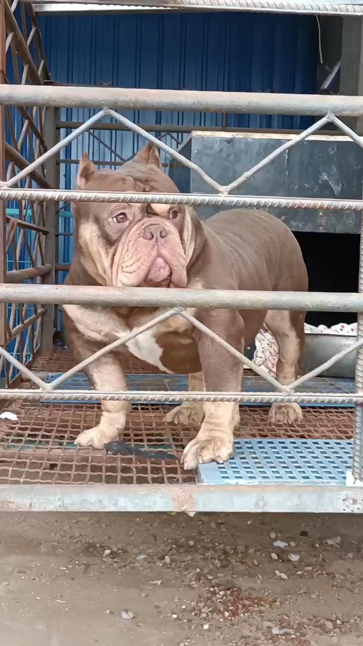 口袋体恶霸种公