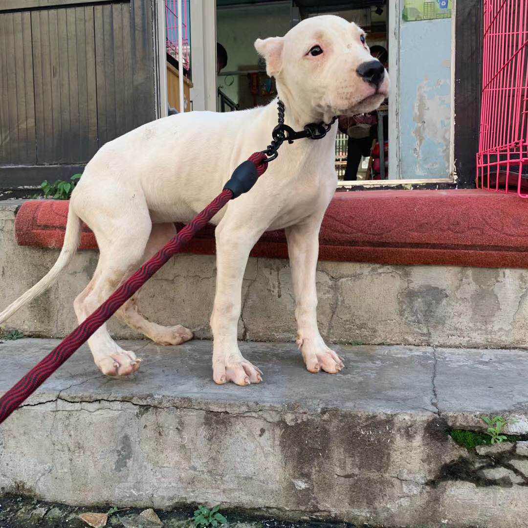 出4个月 鸳鸯眼 小母 杜高 1200元