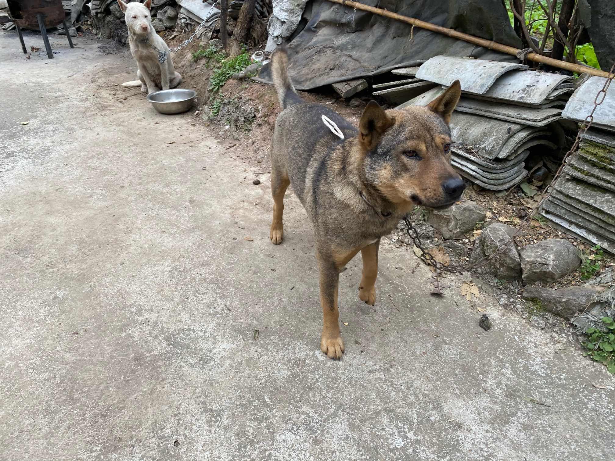 贵州青狗 ～实战潜力 - 待推广犬种 - 猛犬俱乐部-中国具有影响力的
