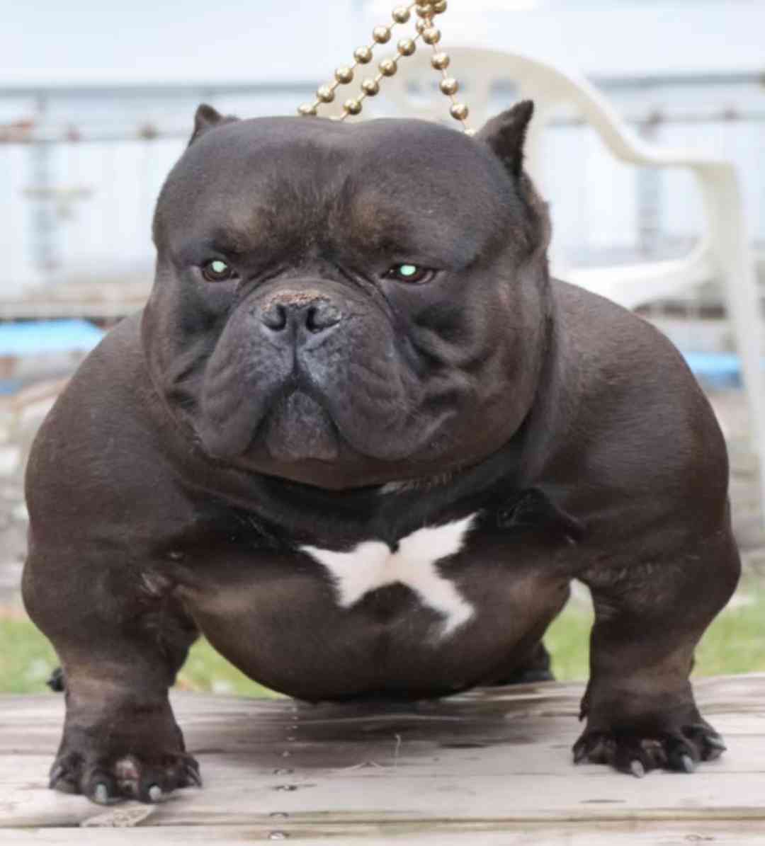 [美国恶霸] 大佬黑