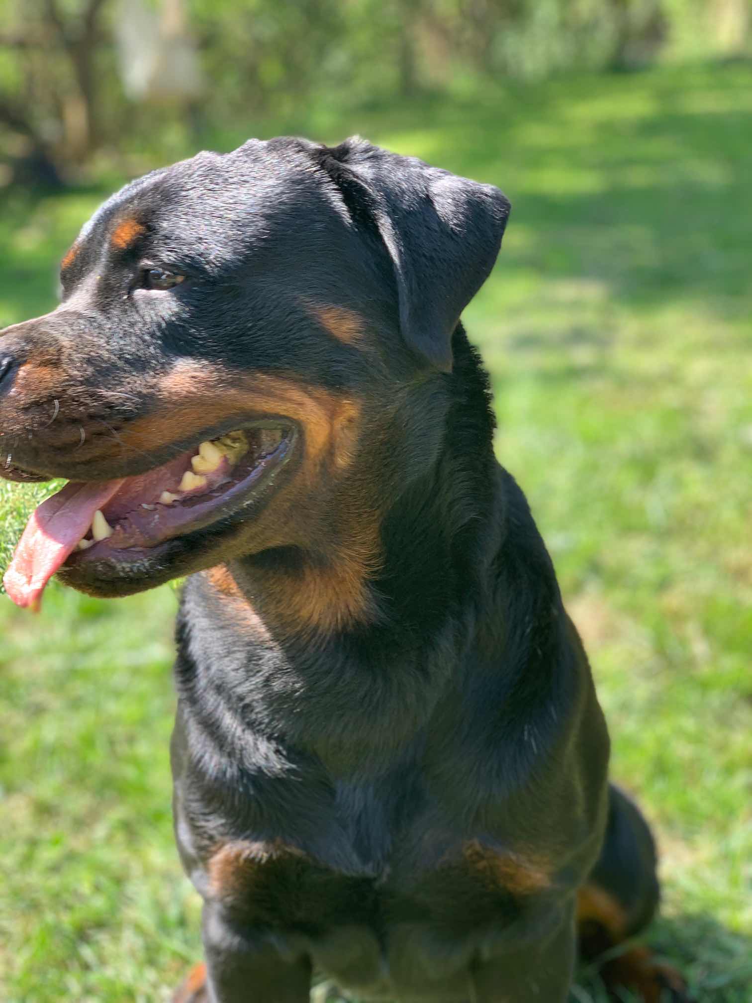 低价出两条6个月小母犬