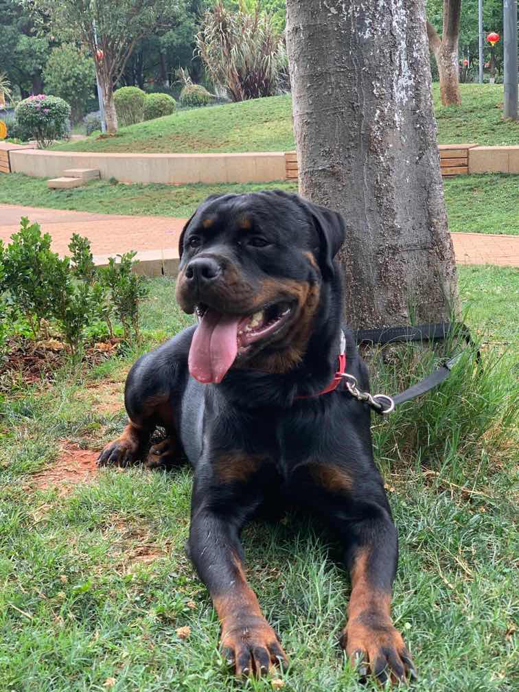 低价出两条6个月小母犬 - 罗威纳交易 - 猛犬俱乐部-中国具有影响力的