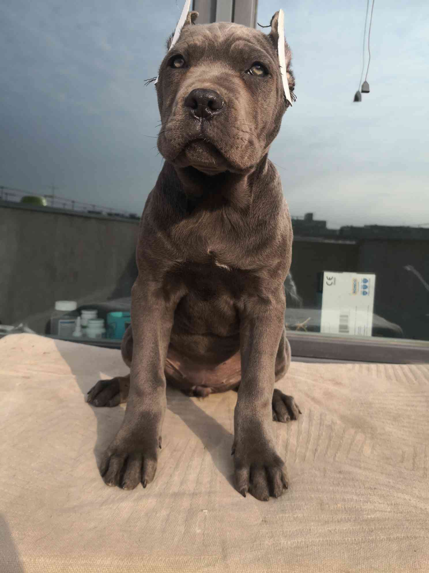 精品赛级卡斯罗幼犬灰色母,世界杯冠军后代.