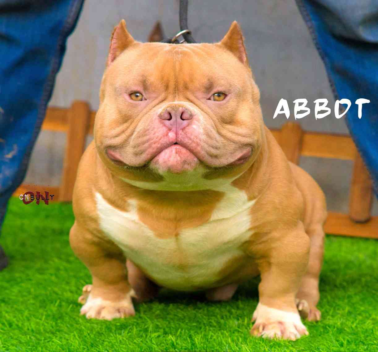 惡霸犬超級種公-abbot方丈 - 美國惡霸犬 - 猛犬俱