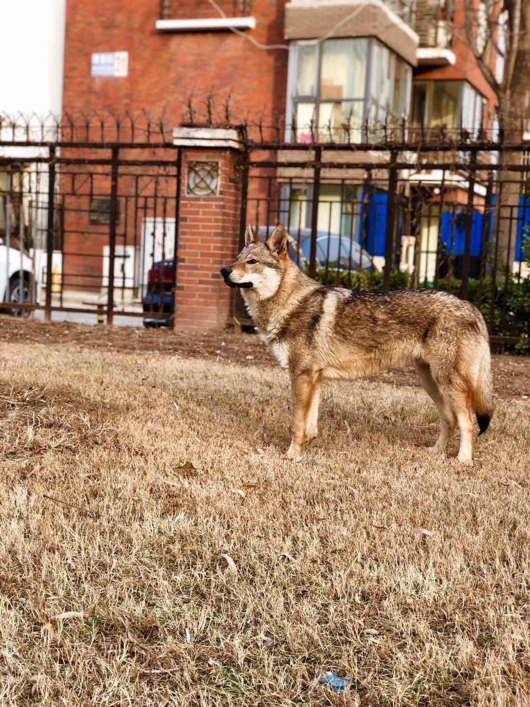 捷克狼犬幼崽,犬展冠軍的孩子.