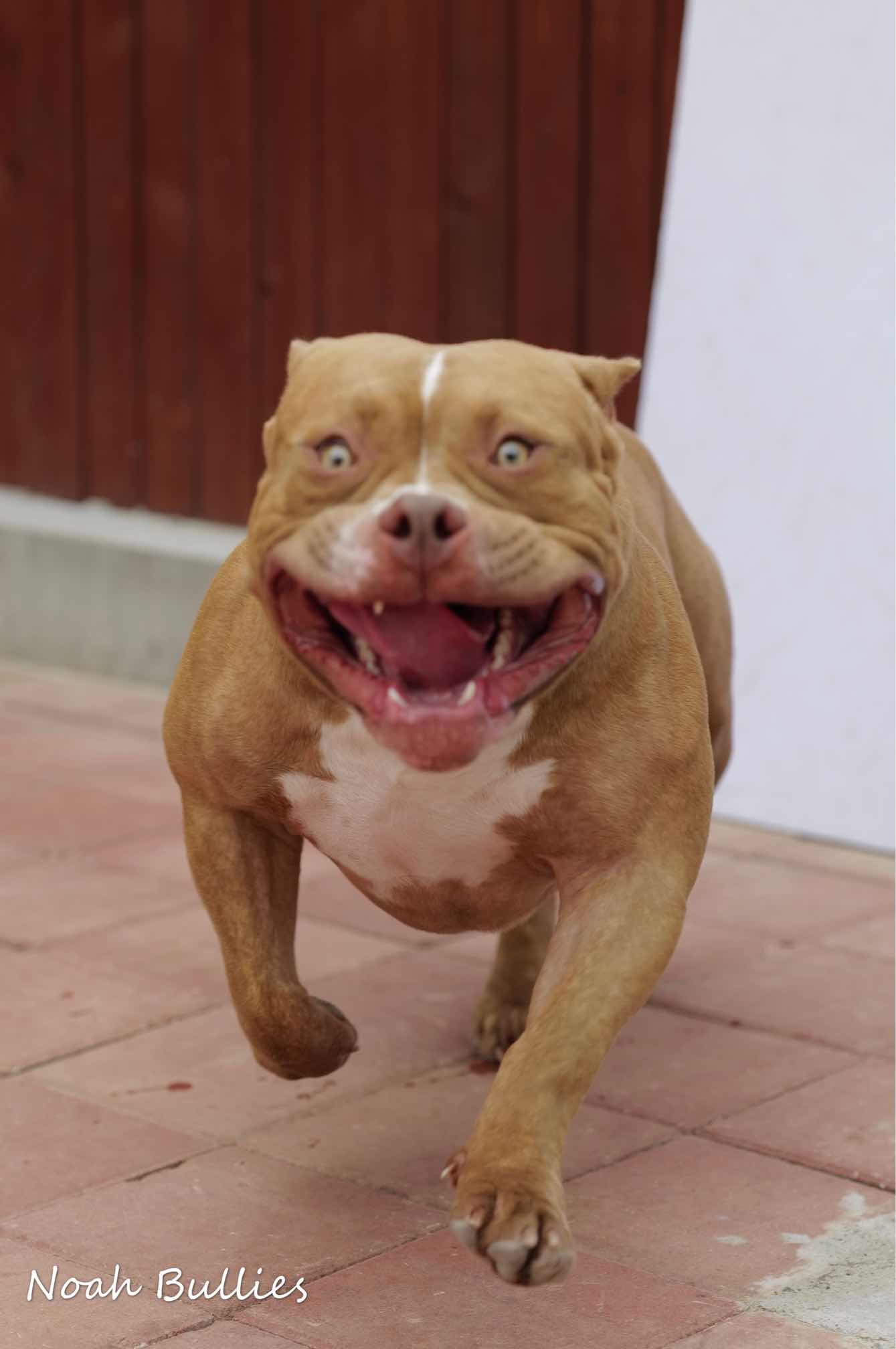 红色公狗 - 恶霸犬交易 - 猛犬俱乐部-中国具有影