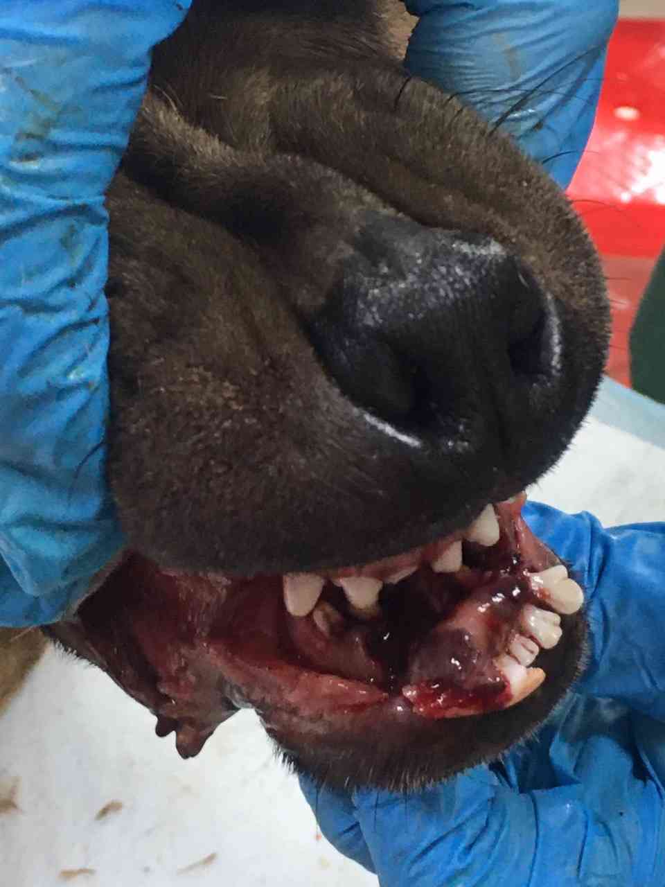 五个月的小公牙床被咬坏了.