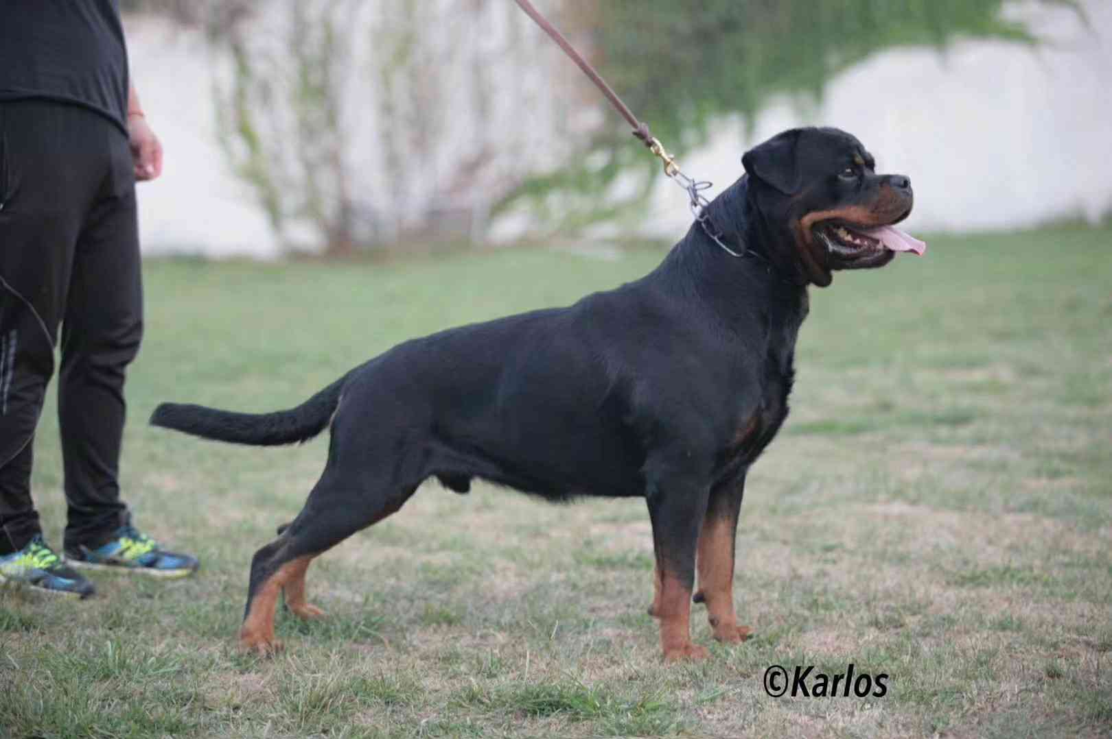 动力超强,价格不贵 - 罗威纳交易 - 猛犬俱乐部-中国具有影响力的猛犬