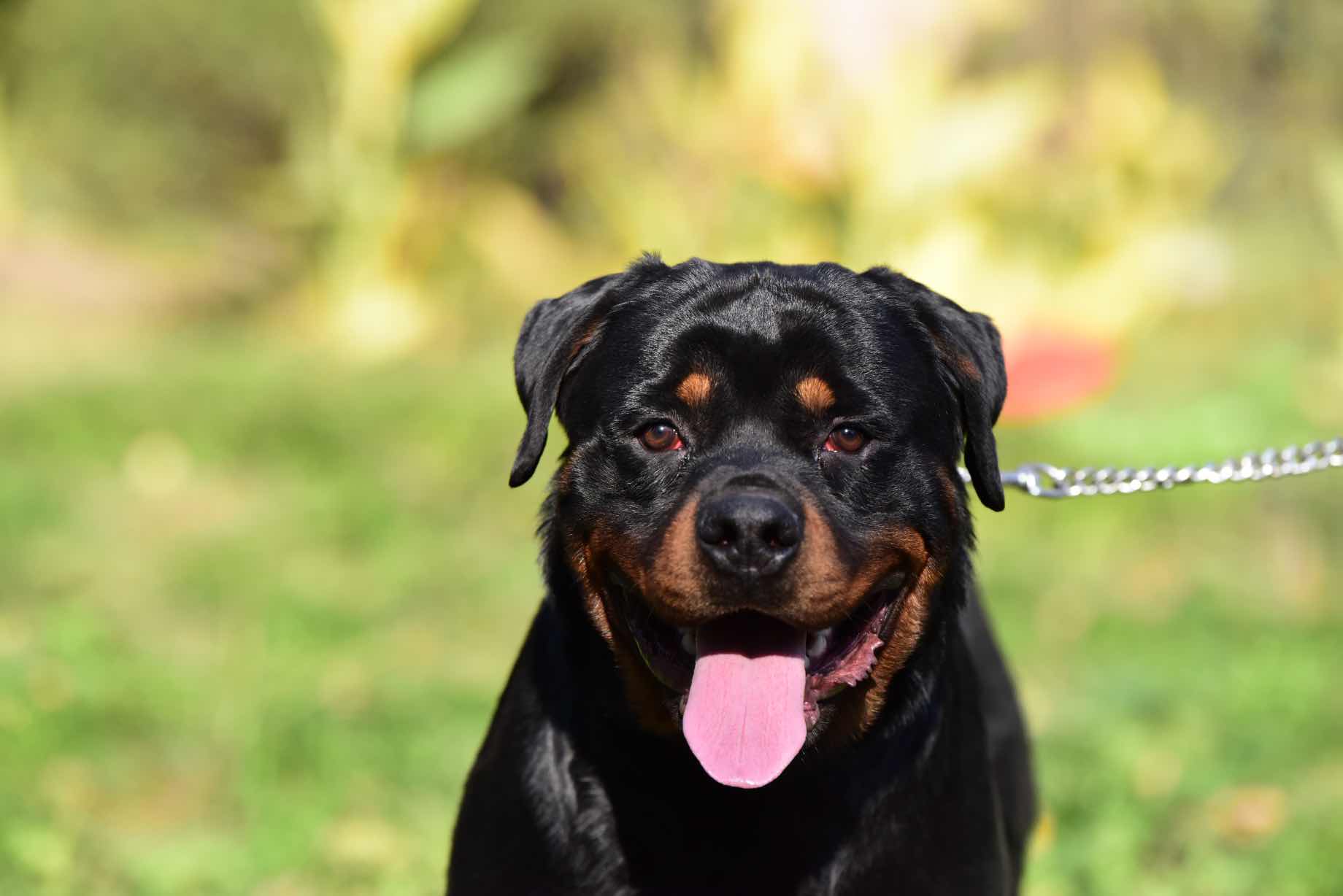 山宿儿子对外配种 - 罗威纳交易 - 猛犬俱乐部-中国具有影响力的猛犬
