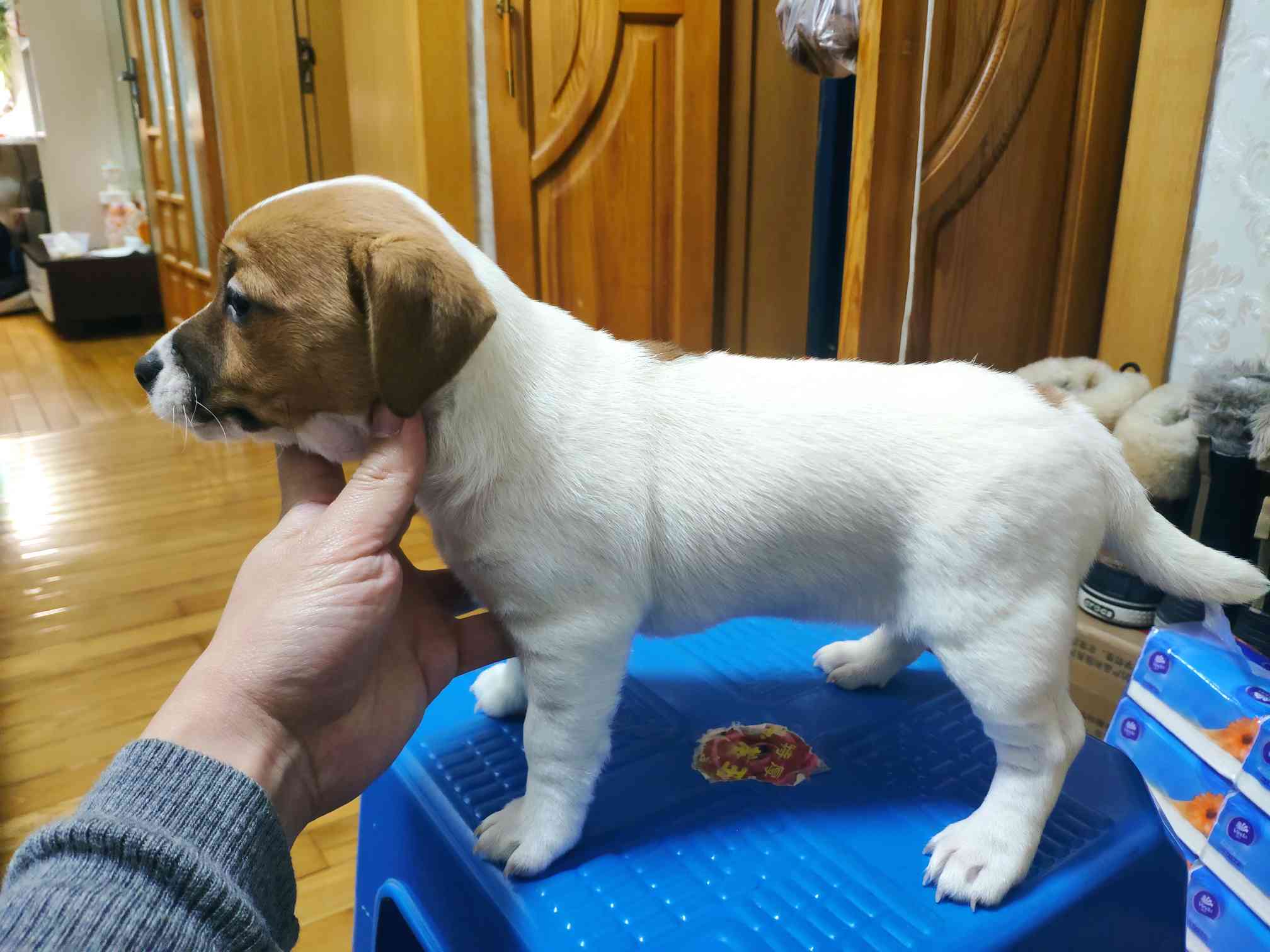 出售杰克罗素梗小母