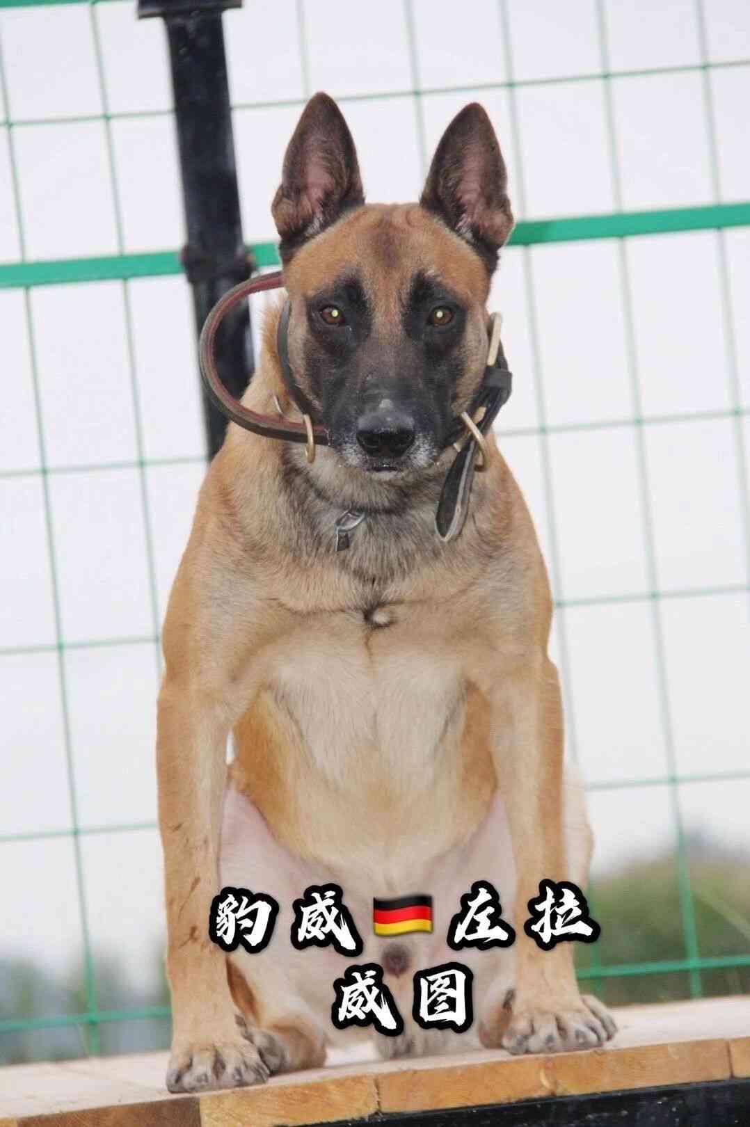 阿爾夫vs老杜克 - 馬犬交易 - 猛犬俱樂部-中國具有影響力的猛犬網站