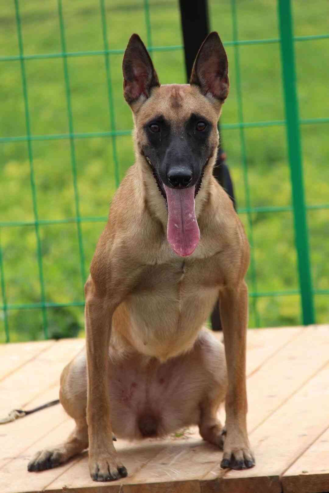 阿尔夫vs老杜克 - 马犬交易 - 猛犬俱乐部-中国具有影响力的猛犬网站