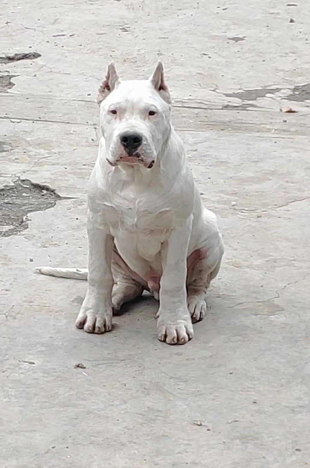 杜高是土豆的儿子,马犬是部dui弄回来的.