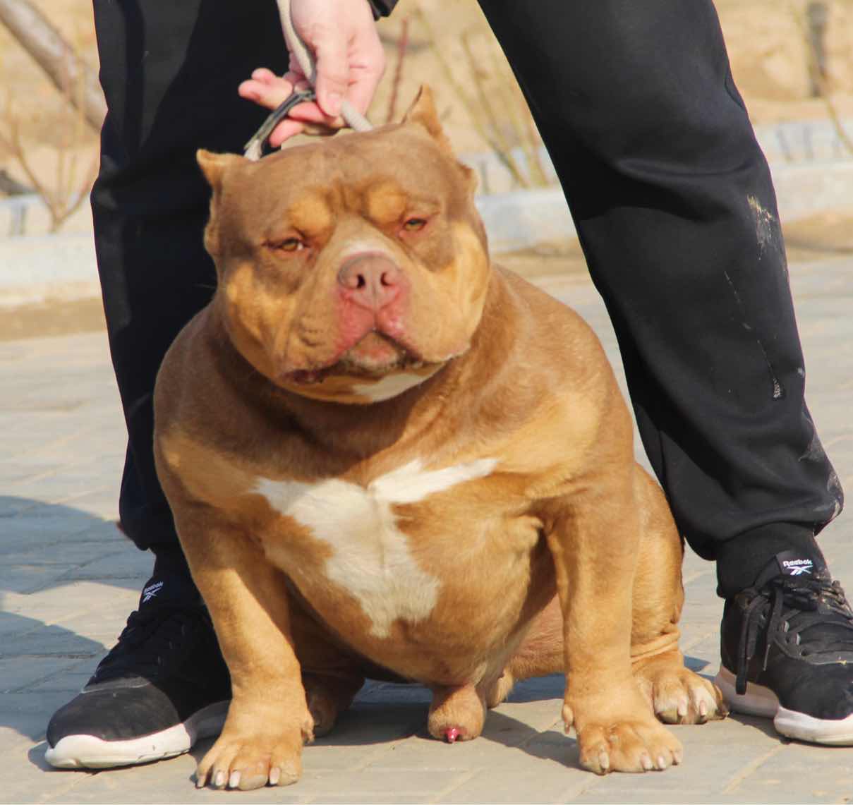 44天的恶霸犬 - 恶霸犬 - 猛犬俱乐部-中国具有影响力的猛犬网站