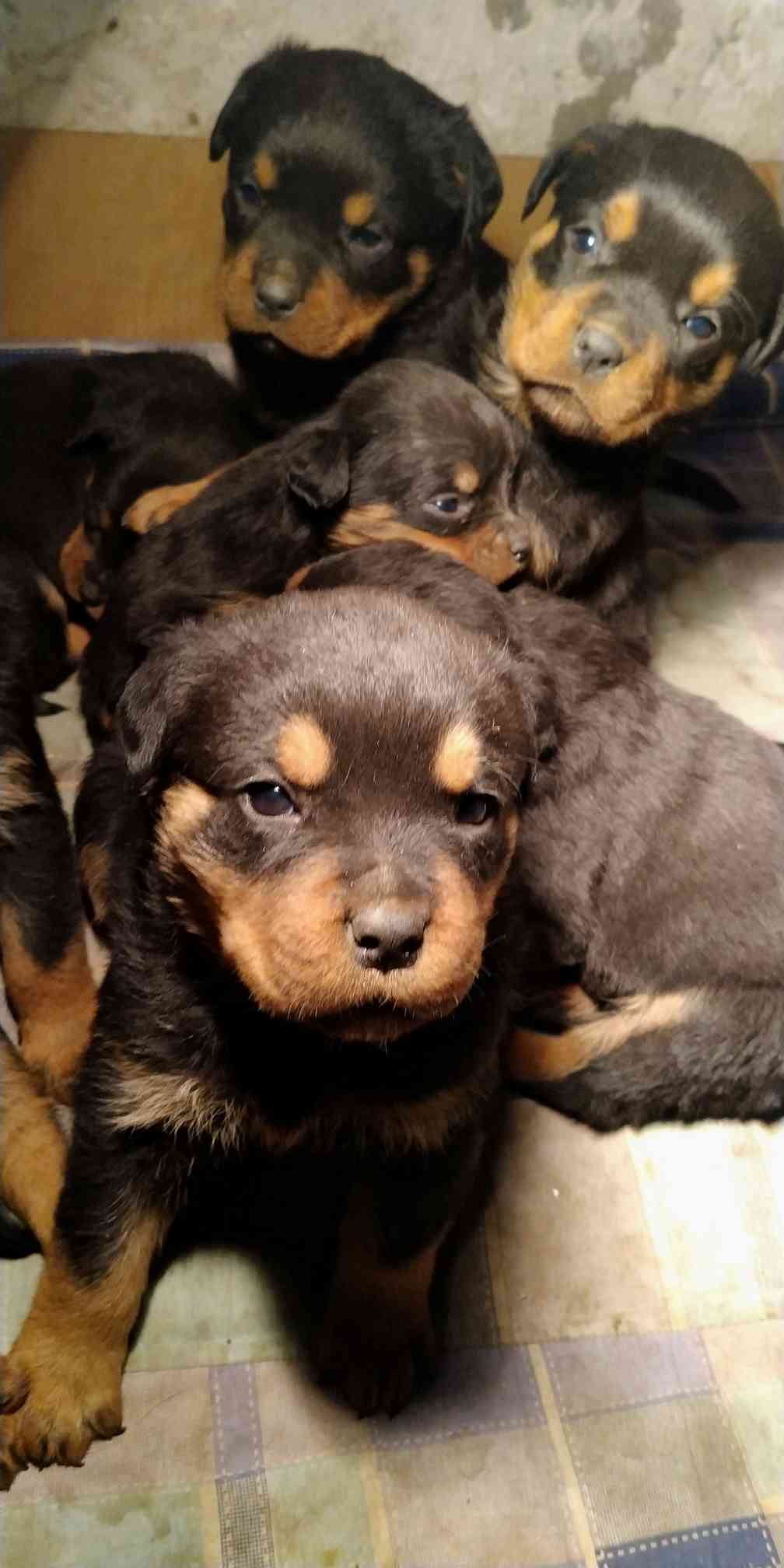 800出满月罗威纳大狗也出