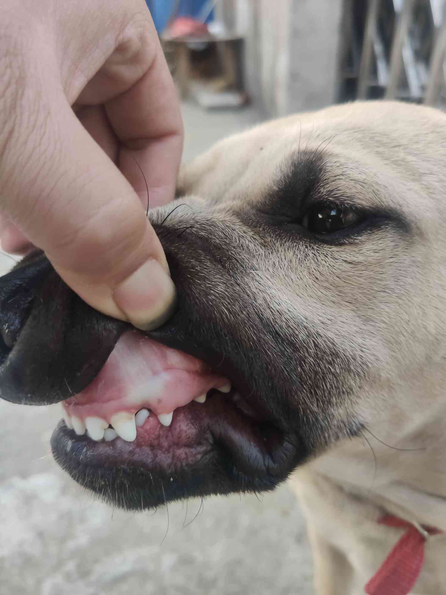 出个小母狗 - 比特犬交易 - 猛犬俱乐部-中国具有影响力的猛犬网站