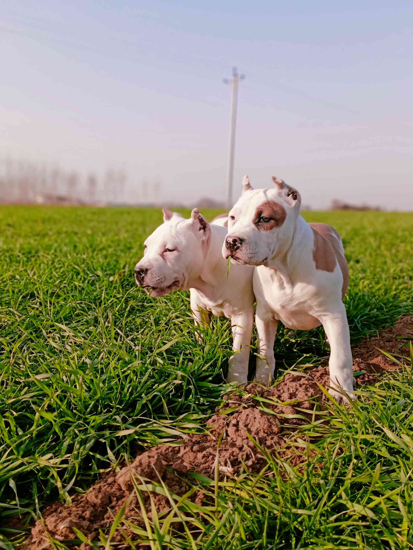 海盗眼小公犬找新家