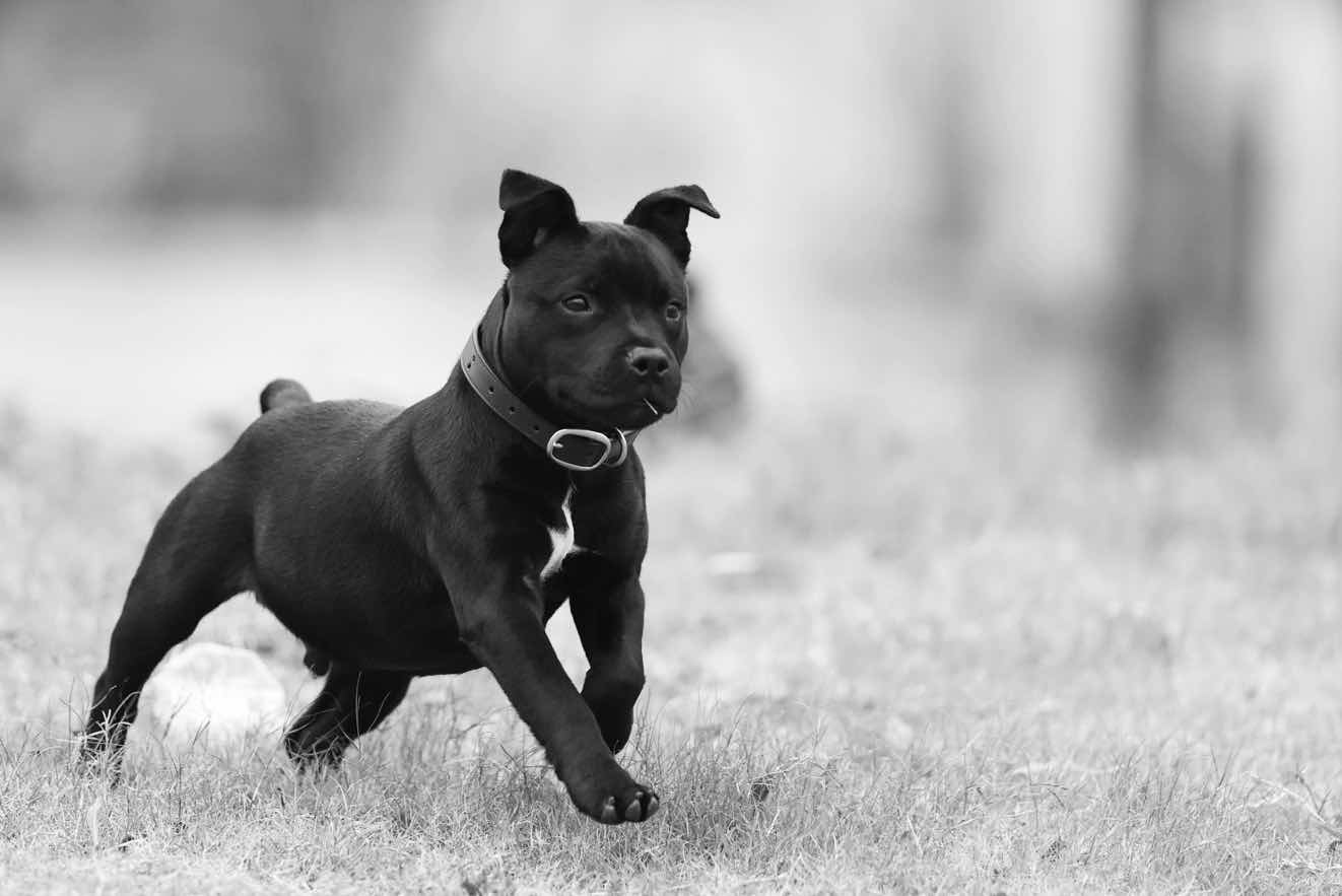 6个月 帅 - 斯塔福 - 猛犬俱乐部-中国具有影响力的猛犬网站