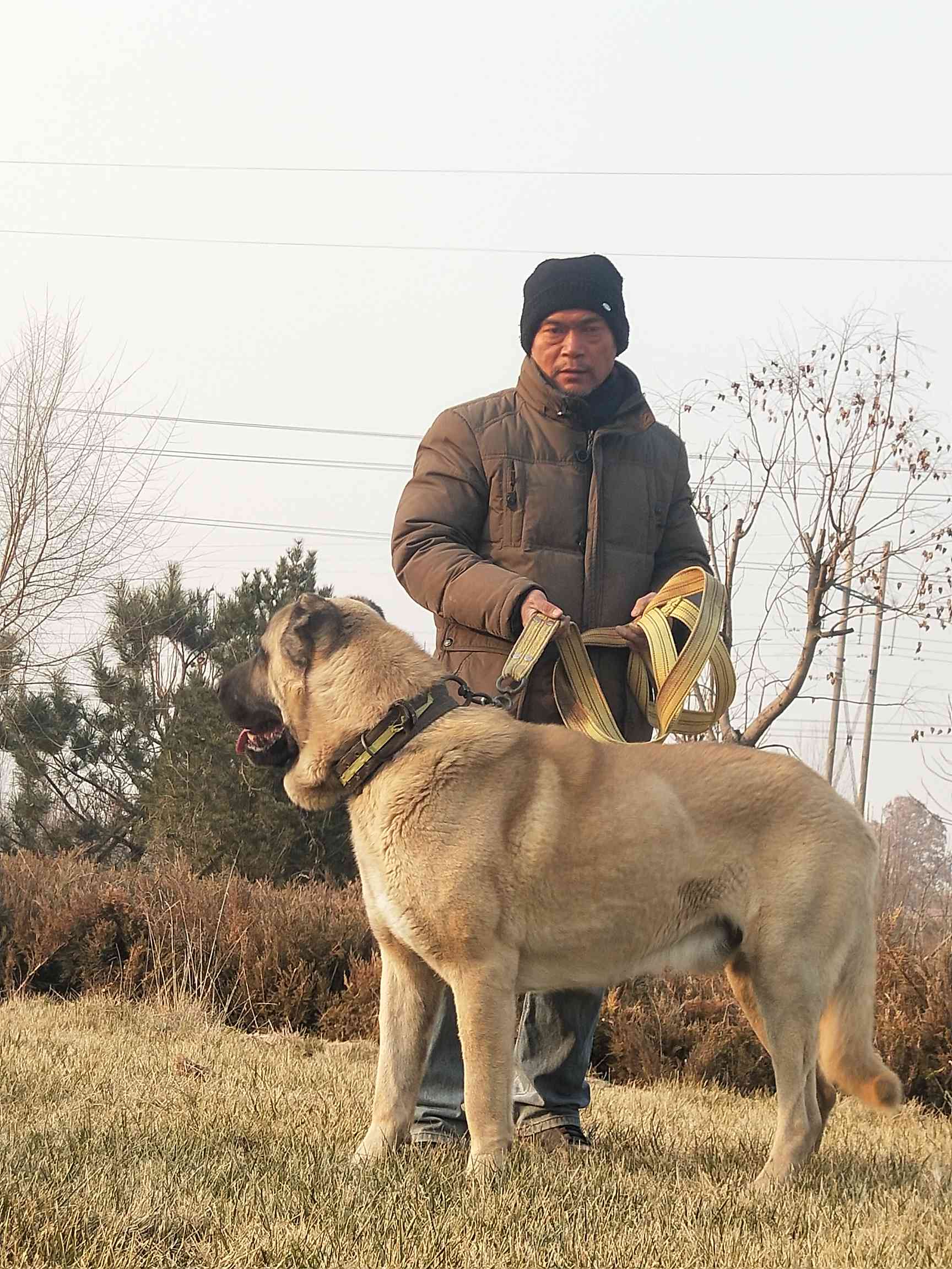 坎高犬价格多少钱一只图片