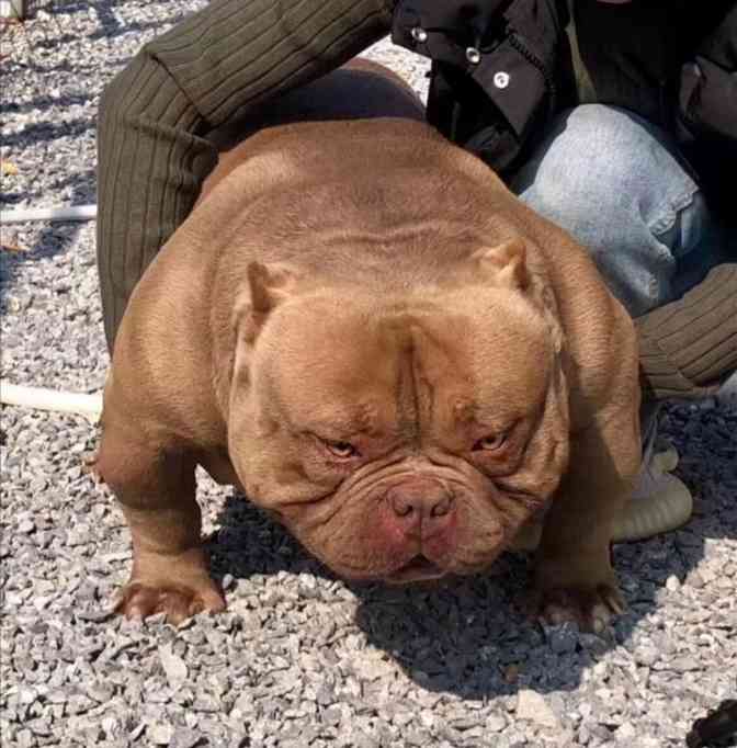 求购一只高品质红警儿子