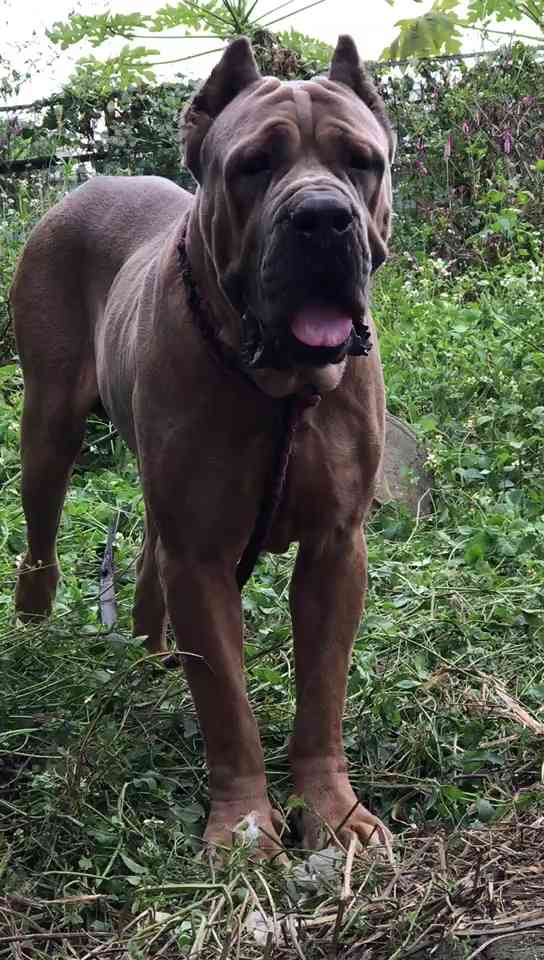 双冠军后代卡斯罗成年公