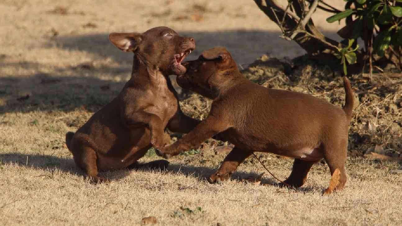 火梗犬 - 综合梗犬交易 - 猛犬俱乐部-中国具有影响