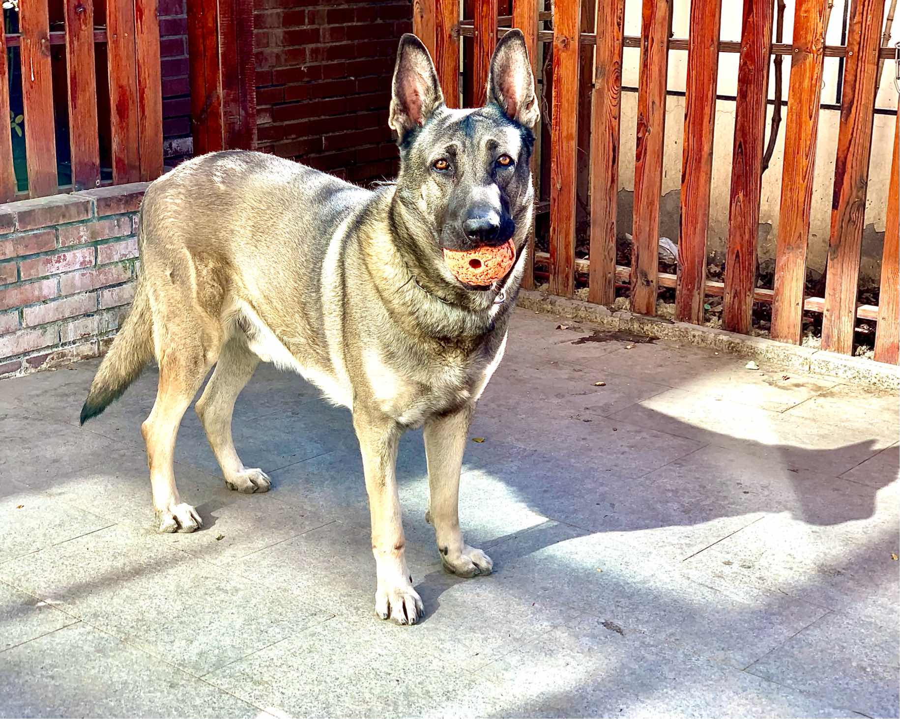 8个月的狼青母狗(非卖,发帖请各位大神点评)